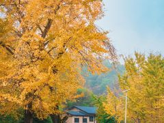 -千年银杏谷文化旅游区