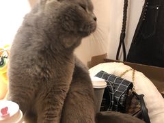 -浣熊柯尔鸭土拨鼠·电玩咖