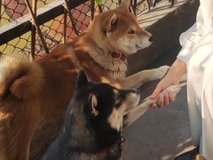 -柴犬高等学院·狗咖·柴犬售卖·宠物训练