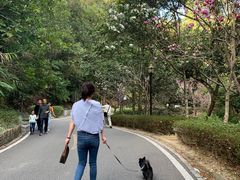 -广州市流溪河国家森林公园