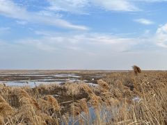 -盐城丹顶鹤湿地生态旅游区