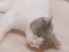 -飞行喵MR PILOT|猫舍·猫咖(静安大融城店)