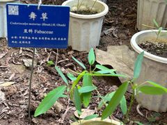 -中国科学院西双版纳热带植物园
