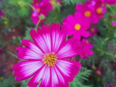 -海心沙亚运公园