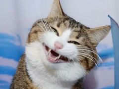 -Africafe(非洲咖啡)