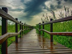 -西青郊野公园