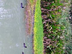 -桤木河湿地公园