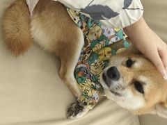 -怪兽屋·羊驼·猫咖·狗咖(俊华广场店)