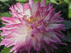 -石家庄市植物园