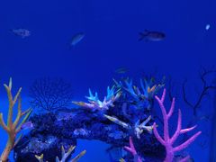 -上海海昌海洋公园