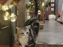 -咖法森林·咖啡  酒吧(天河店)