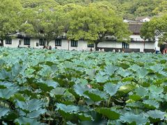 -普陀山风景名胜区-法雨禅寺