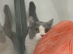 -糯米喵星人·撸猫猫舍咖啡馆(西市场嘉华店)