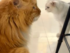 -平行世界·猫咖(首经贸店)