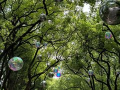 -上海共青森林公园