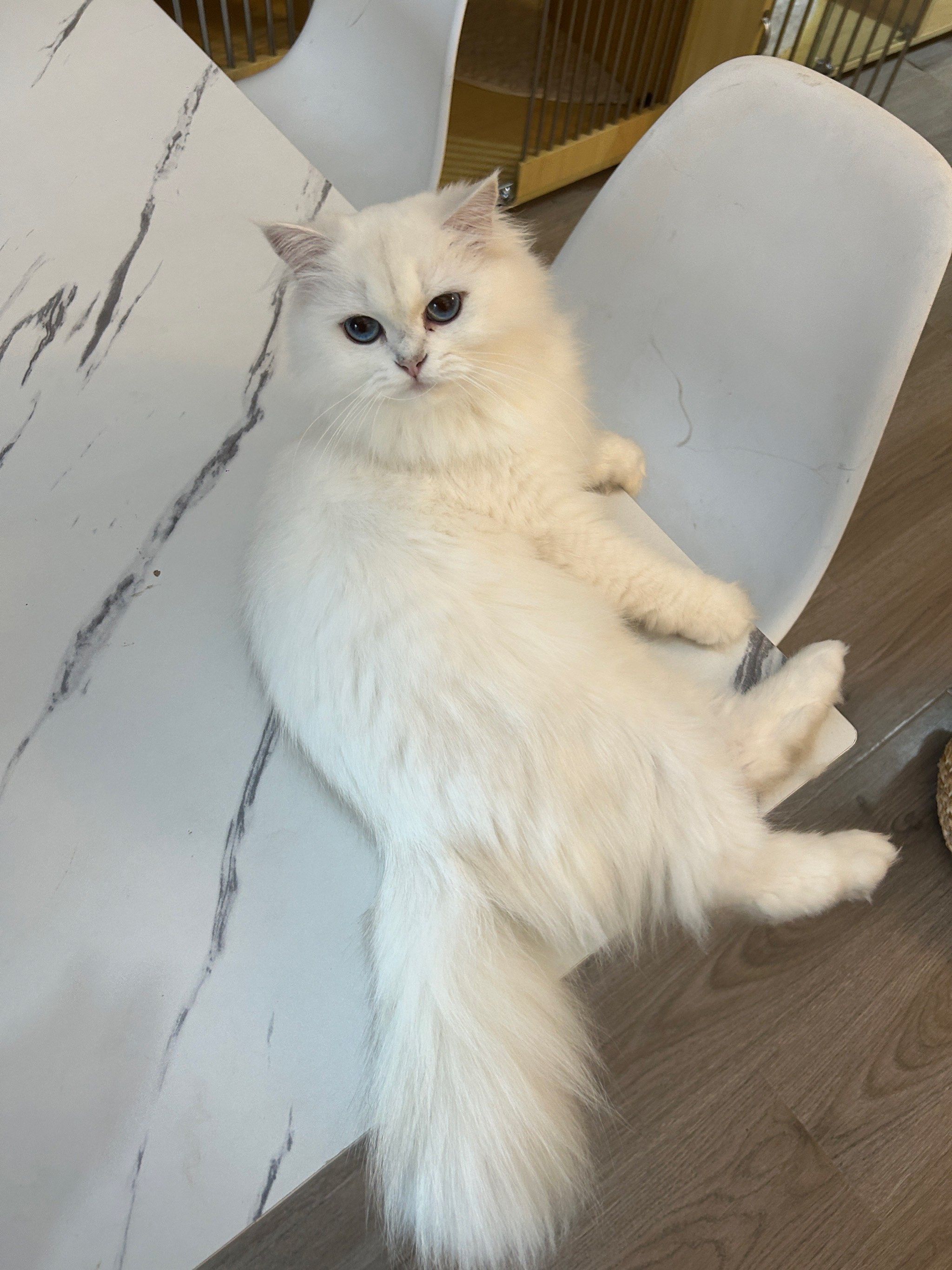 🐈🐈🐈在重庆谁还没有来这家猫咖我都会伤心的