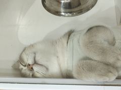 -三花喵·撸猫购宠·宠物生活馆(虹桥南丰城店)