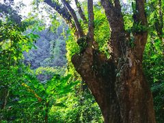 -莫里热带雨林景区