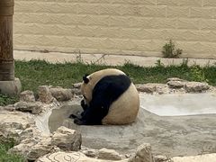 -石家庄市动物园
