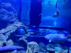 -西安曲江海洋极地公园