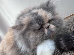 -有猫主题·治愈系猫咖(曾厝垵店)