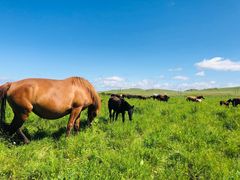 -塞罕坝国家级自然保护区