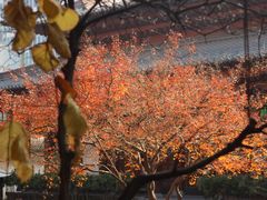 -香积寺