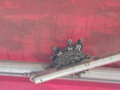 -伊隆斋(什刹海店)