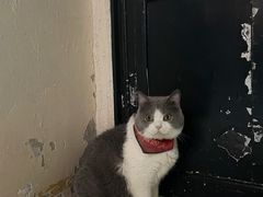 -猫色咖啡·猫咖