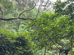 -深圳仙湖植物园