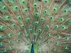 -藏龙百瀑风景区