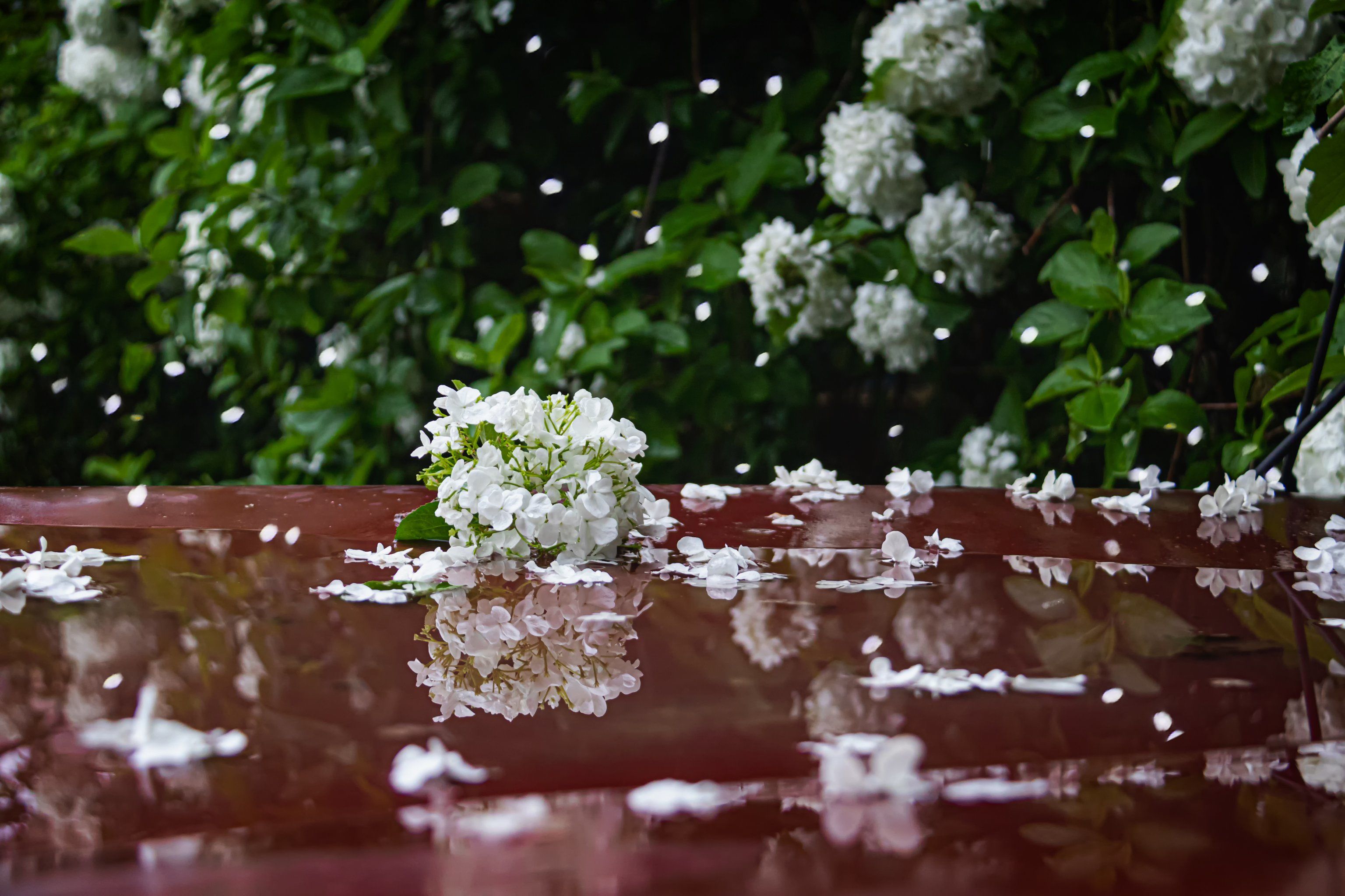 大自然的雨后韵味