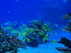 -欢乐海岸海洋奇梦馆