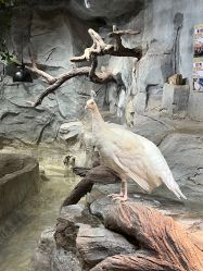 -Zoolung Zoolung动物主题公园(海信广场店)