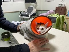 -乐派堂宠物医院·猫友好· 心脏科(东街店)