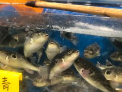 -飞尝蚝·顺德菜·鱼生(顺德总店)