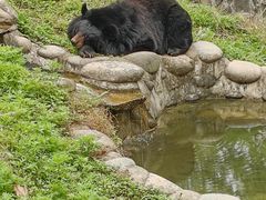 -都江堰中华大熊猫苑
