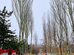 -大兴滨河森林公园