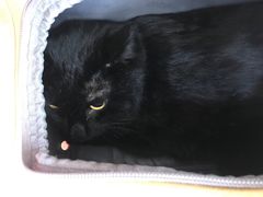 -喜多萌中农锦绣动物医院24H·猫科·牙科MRI·CT