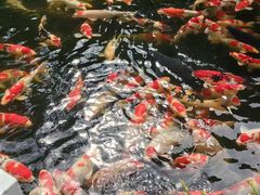 -香麒园·过桥米线·南湖雅宴