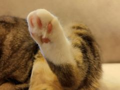 -啵啵喵·猫咖(攀华国际店)