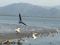 -深圳湾公园(南山区)