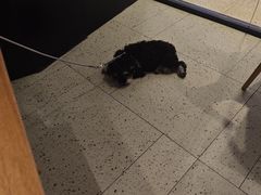 -茅庐毛血旺(烟台大悦城店)