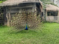 -都江堰玫瑰花溪谷