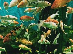 -锦艺城海洋馆