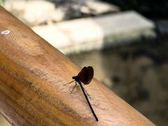 -白水寺森林公园