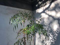-秋霞圃