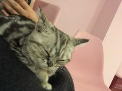 -三花喵·撸猫购宠·宠物生活馆(虹桥南丰城店)