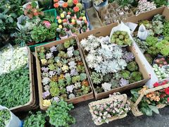 -循礼门鲜花花市(武汉循礼门店)