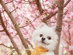 -超宠爱宠物摄影-Super pet